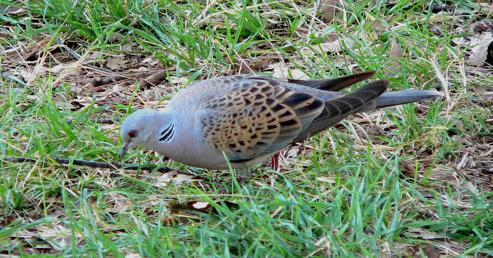 Tortola