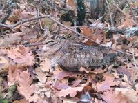 Un estudio británico recomienda detener la caza de becadas en UK después de un período de 4 días de frío intenso.
