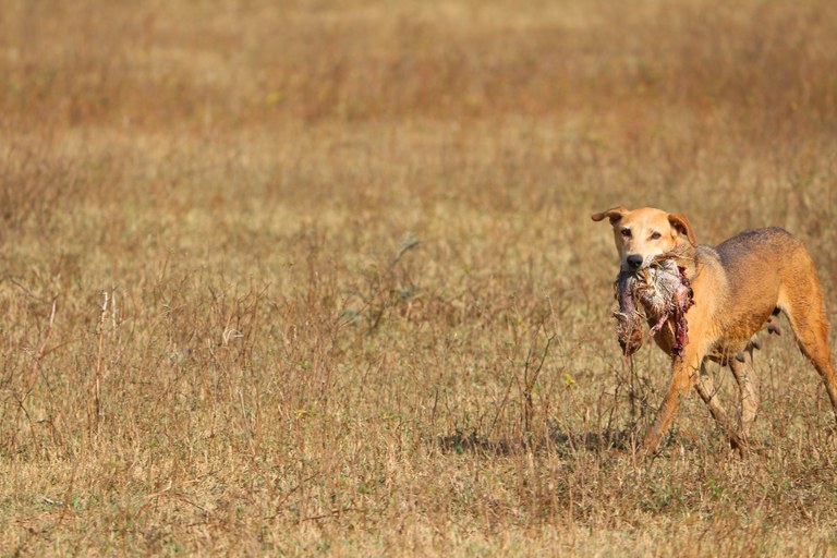 Perro de caza en el campo durante la media veda